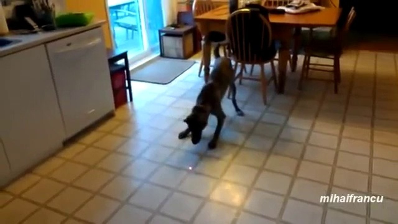 Animals Chasing Laser Pointers Compilation