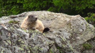 Marmottes sauvages d'Arosa