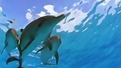 Dolphins protect a diver from a Hammerhead Shark