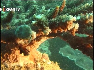 La vida marina del Golfo Pérsico - Parte 4