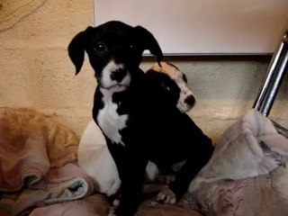 HAITI ET PRINCE LE 24 JANVIER 2010