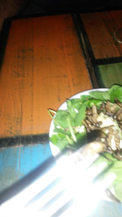 Damien mange un grillon