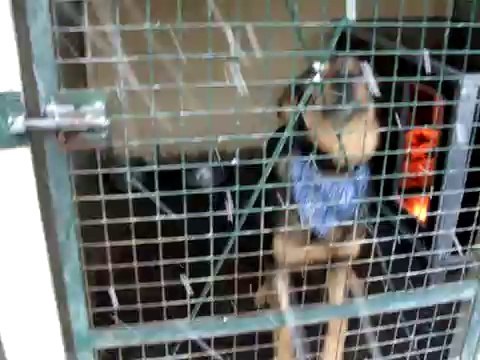 L'HIVER ET LA NEIGE AU REFUGE DES AMIS DE LUNA LE 30 JANVIER 2010