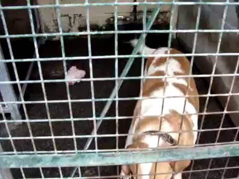 LOULOUS A L ADOPTION AU REFUGE DE MONTDIDIER LE 23 JUILLET 2011