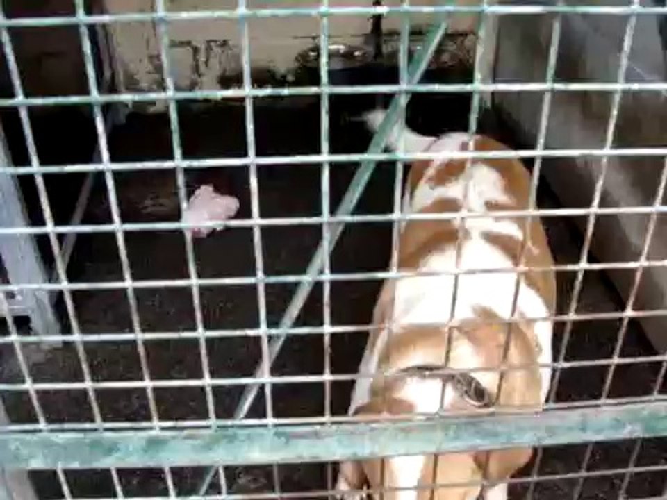 LOULOUS A L ADOPTION AU REFUGE DE MONTDIDIER LE 23 JUILLET 2011