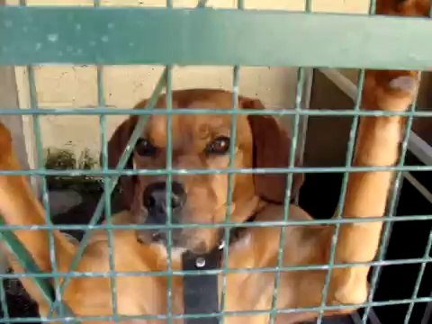 LOULOUS A L ADOPTIONS AU REFUGE DES AMIS DE LUNA LE 20 SEPTEMBRE 2010