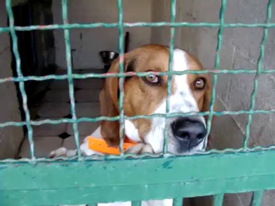 LOULOUS A L'ADOPTION AU REFUGE DES AMIS DE LUNA LE 28 JUIN 2011