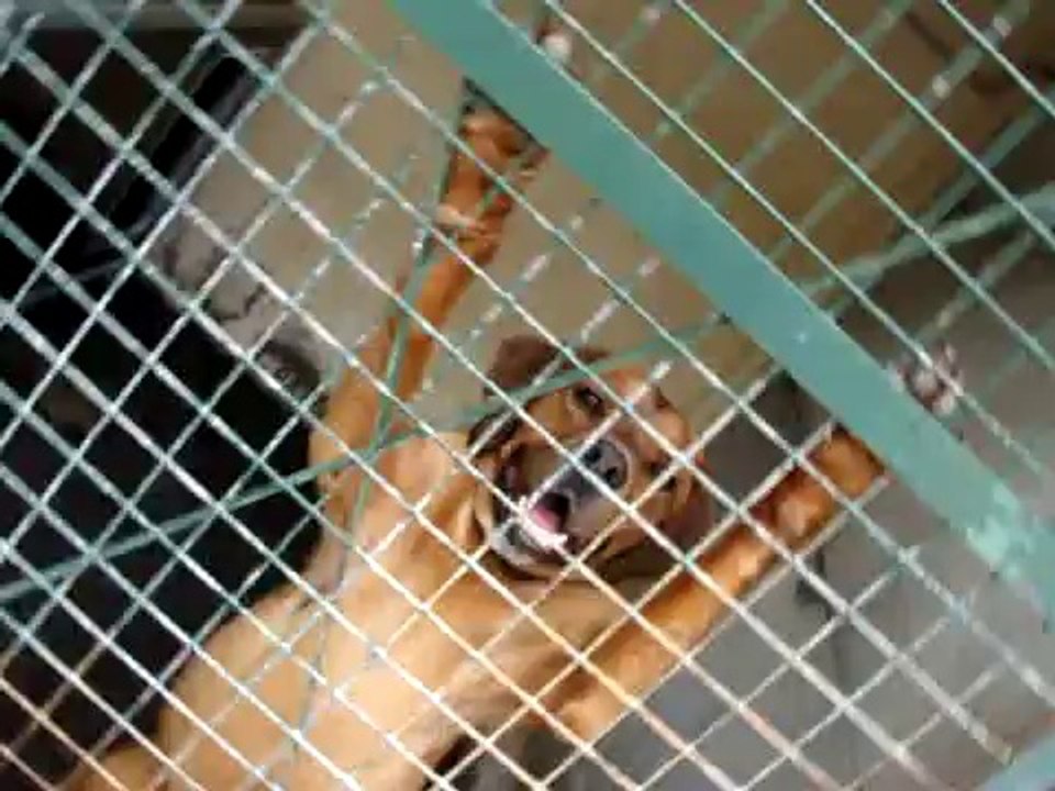 LOULOUS A L'ADOPTION AU REFUGE DES AMIS DE LUNA