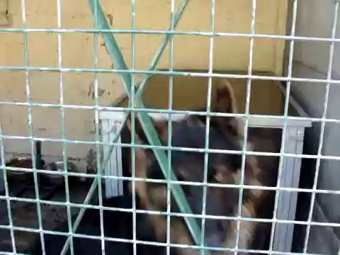 LOULOUS A L'ADOPTIONS AU REFUGE DES AMIS DE LUNA MONTDIDIER 80500 LE 30 JUILLET 2011