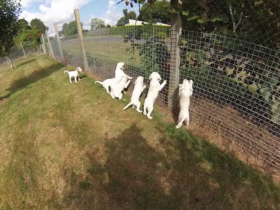 chiots de Fannie et Birbo  à 8 semaines