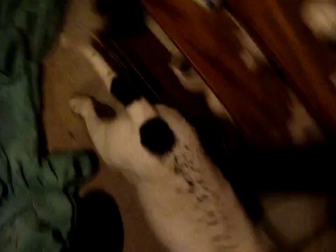 PRINCE ET HAITI DANS LEURS NOUVELLE FAMILLE LE 14 FEVRIER 2010