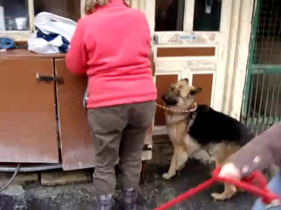 RETOUR DE BALLADE DE LUNA ET LUCKY LE 29 JANVIER 2011