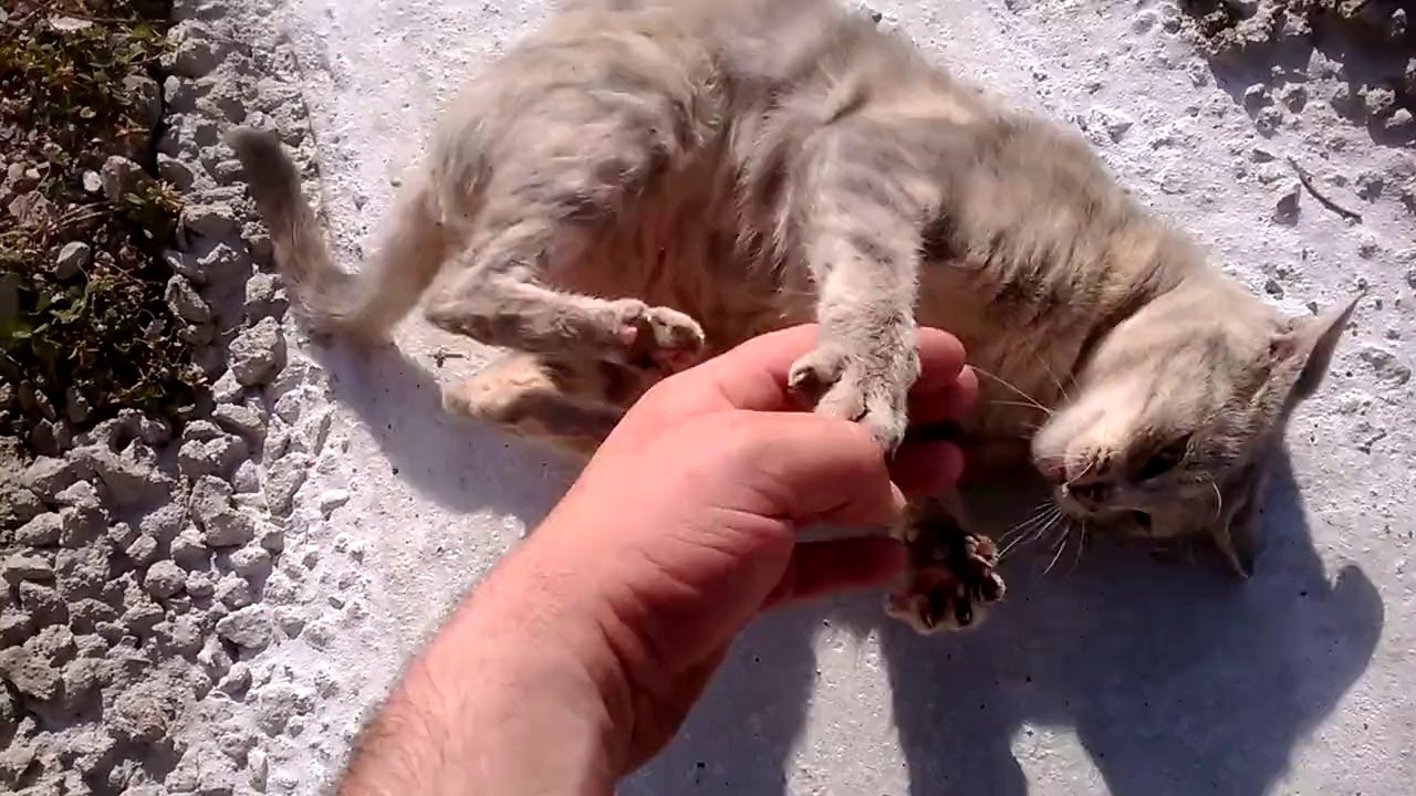 chat sieste 1201981