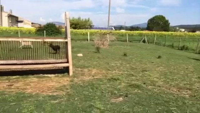 1er contact avec les moutons pour Jadis à 4 mois!