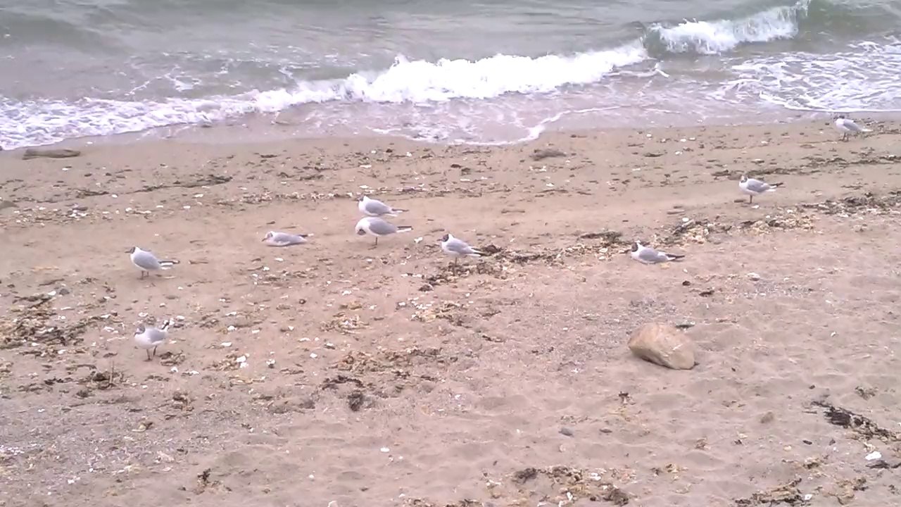sieste mouette