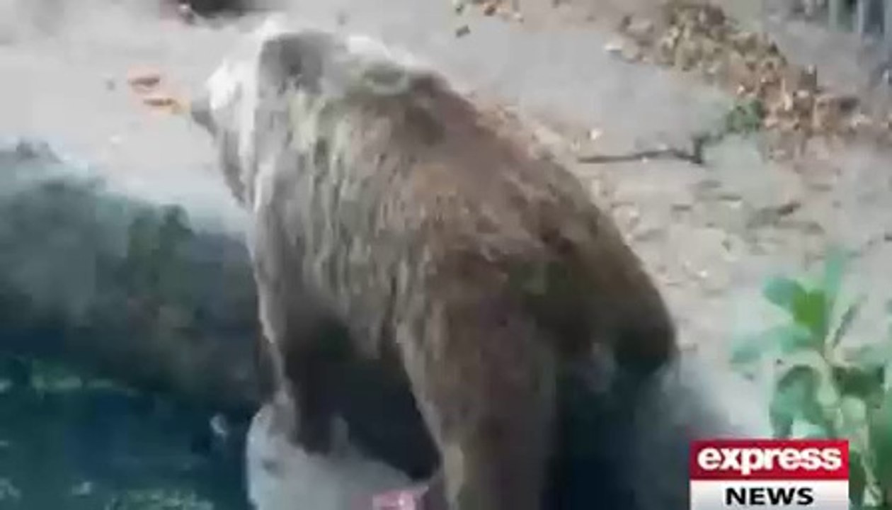 See How Bear saved Crow life