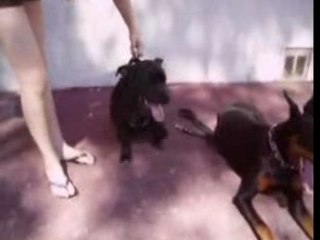 DRESSAGE DE CHIEN