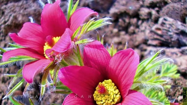 NEŞET ERTAŞ-EVVELİM SEN OLDUN AHİRİRM SENSİN