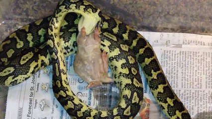 Carpet Python First Feed!