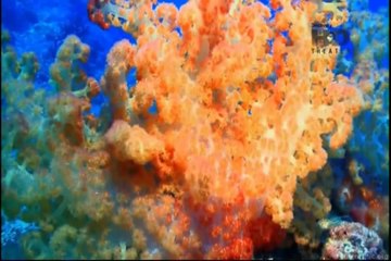 O Encanto do Azul Profundo #02 - Austrália e Oceania [Discovery Theater]