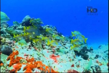 O Encanto do Azul Profundo #06 - América do Norte [Discovery Theater]