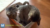 Viral Video Recap: a Box Full of Cats and Crying Over Little Brothers