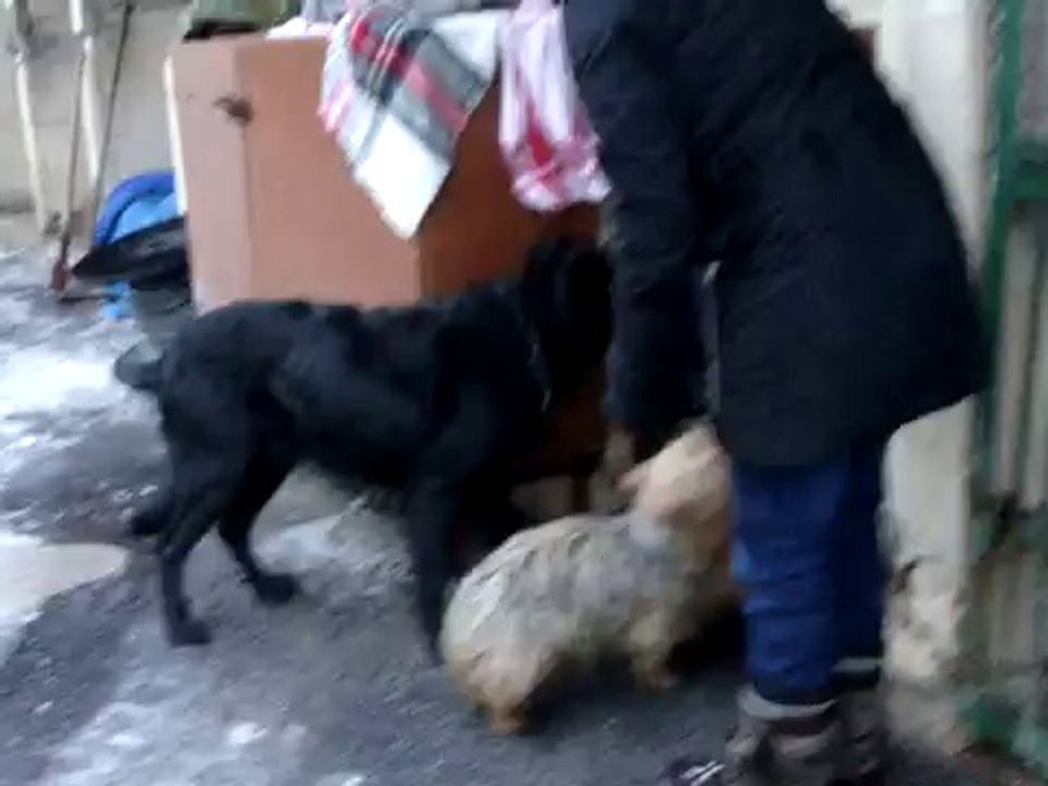 SHEPPERD LE YORKSHIRE ET ULYSSE EN COMPAGNIE DE BLANDINE UNE DES STAGIAIRES LE 13 JANVIER 2010