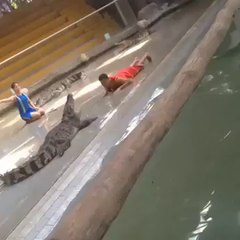 Lucky Man Trap Open Mouth of Crocodile - Shocking