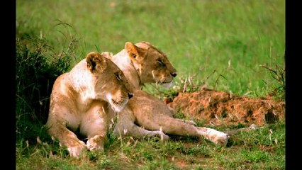 voyage au royaume des animaux d'Afrique