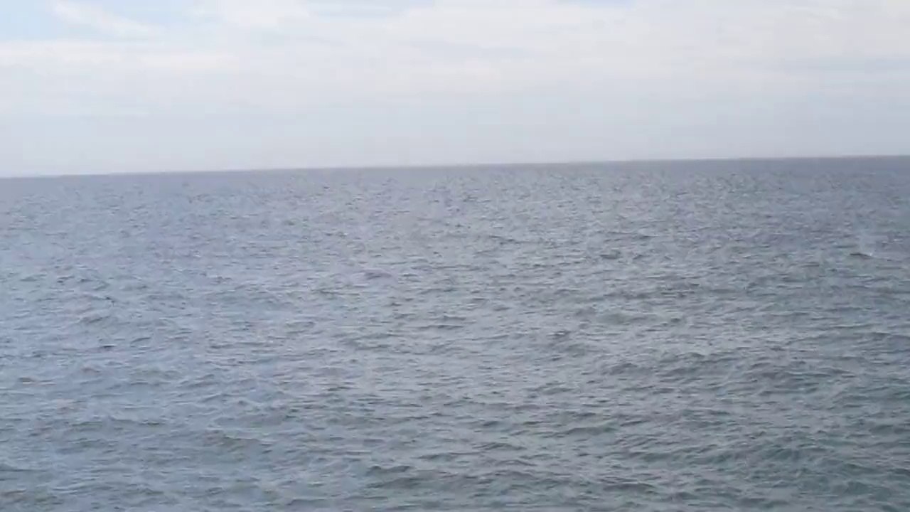 Dolphin close to shore, San Pedro, CA 8-3-14