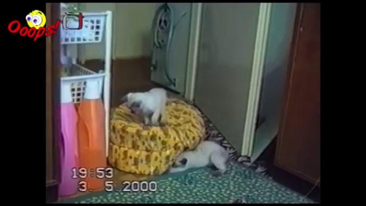 Pranks - Gags - Win - Fail.104