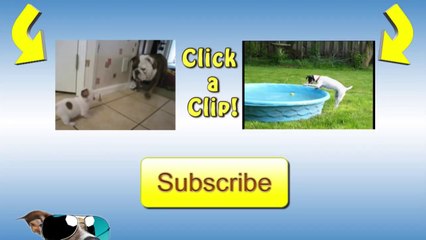 Big Dog In A Little Bed