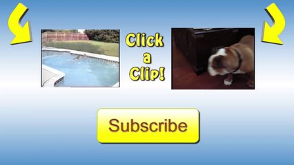 Bulldog's Lazy Stair Slide