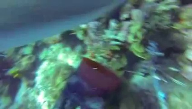 Shark Attack 3-13-2014 in the CAYMAN ISLANDS