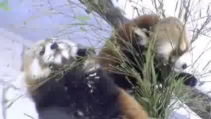 Red Panda playing in the snow