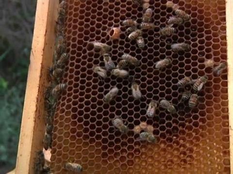 Les apiculteurs du Languedoc-Roussillon lancent un cri d'alarme