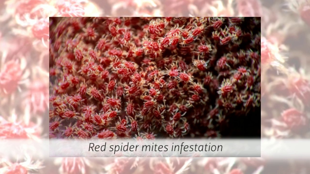 Control A Spider Mites Infestation