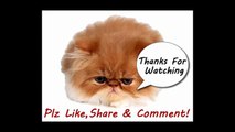 Funny Cats Video - Funny Cat Videos Ever- Funny Videos 2014 - Funny Animals Funny Animal Videos(2)