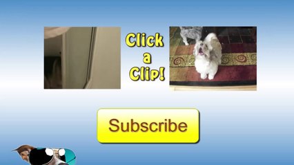 White Labrador Squirms On Floor