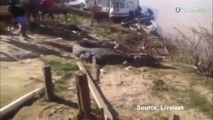 Il saute sur un crocodile et manque de se faire mordre !