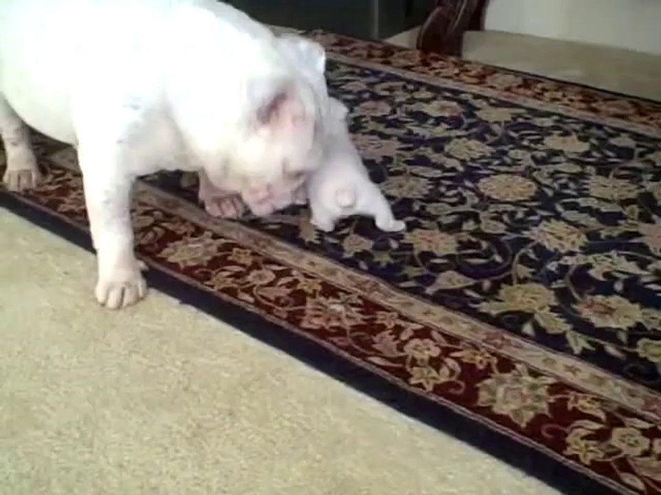 Elvis the Bulldog Puppy reads his mom the riot act