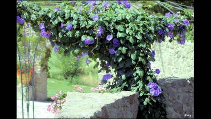 Les Jardins de Saint Adrien