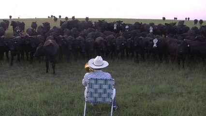 Un homme joue Lorde au trombone pour appeler ses vaches