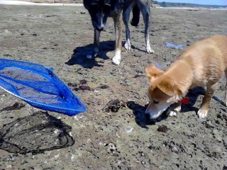 Etna et Nikita à Jard sur Mer Juillet 2014