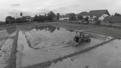 Ploughing for Rice