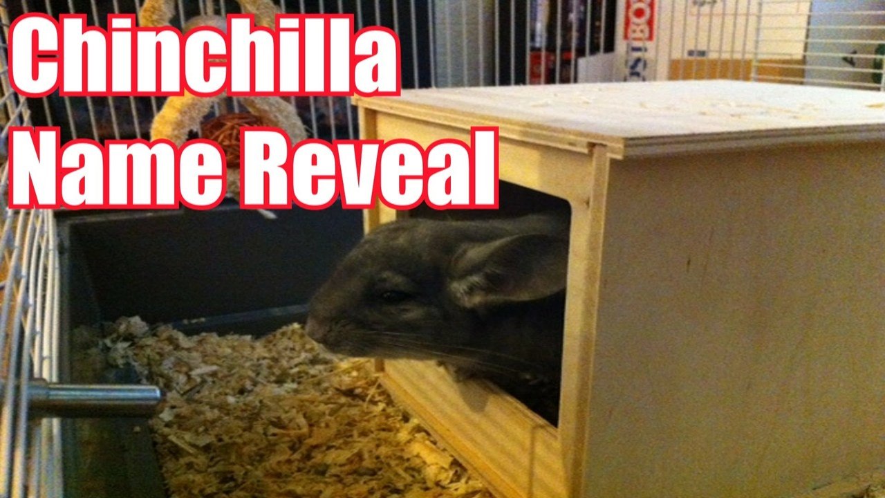 ★ Chinchilla Name Reveal ★