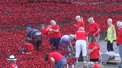Poppies pour like blood out from the Tower of London