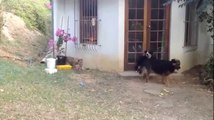 Yavru aslandan korkan köpek