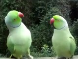 Talking parrots and kissing each other