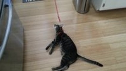 Cat's first time on leash